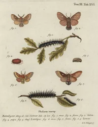 Eastern eggar, Eriogaster catax.