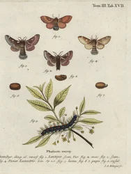 Eastern eggar and small eggar moths.