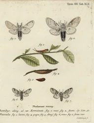 Lesser pussmal, Cerura hermelin.