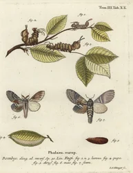 Hummermal, Stauropus fagi.