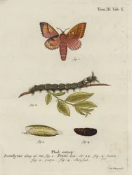 Odonetis plommonfjäril.