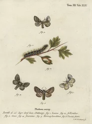 Pale Oak Egger, Trichiura categii.