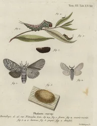 Pussmal, Cerura vinula.