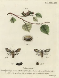 Tawny framträdande mal, Harpyia milhauseri.