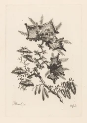 Drakformade blommor Fleures Baroque (serietitel)