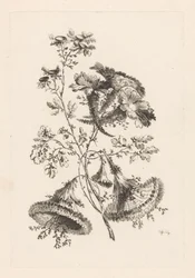 Triangulära blommor Fleures Baroque (serietitel)
