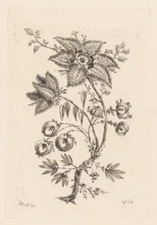 stjärnformade blommor Fleures Baroques (serietitel)