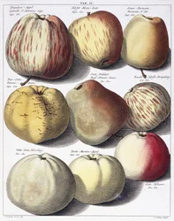 Olika äpplen, 1758