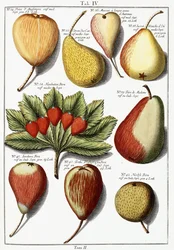 Olika päronarter, 1760-1766