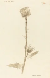 Marianus Cardus