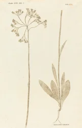 Hieracium Cymosum