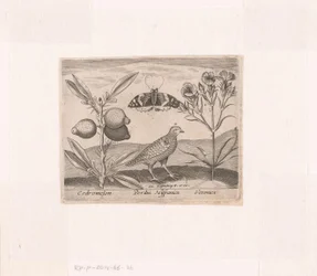 Serie av tryck med blommor och djur i ett landskap Landskap med citronplanta, vaktel och speedwell Landskap med djur, växter och blommor (serietitel)