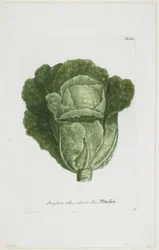 Brassica alba vel viridis, från Phytanthoza Iconographia, 1735-45