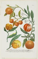 a-e Malus Aurantia etc., från Phytanthoza Iconographia, 1735-45