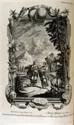 Mandragora växt. Det är ofta känt som mandrake