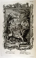 Första Mosebokens skapelseberättelse är skapelsemyten om både judendomen och kristendomen. Skapelsens femte dag: Djur skapas