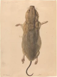En fältmus, från ovan