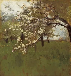 Blommande äppelträd