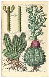 Kaktusar, 1641