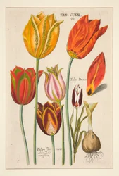En ny Florilegium, detta är de olika och största strålarna av blommor och växter (Blomsterplatta); (Tulpaner); från en uppsättning av 81 tallrikar