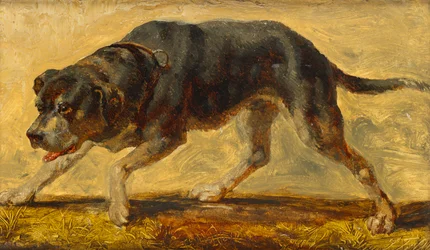 hundstudie
