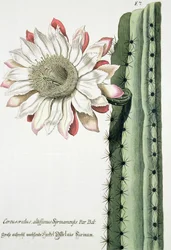 Cereus Erectus Altissimus Syrinamensis från Phythanthoza Iconographica publicerad i Tyskland, 1737-45