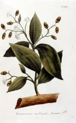 Kanel - i Herbier av J.W. Weinmann
