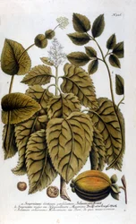 Smyrnium Cretium perfoliatum - Maceron de Crete eller Maceron perfolia. Tallrik tagen från J. W. Weinmanns herbarium