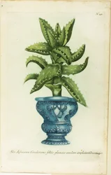 African Aloe, tallrik 47 från Phtanthoza Iconographia