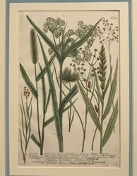 Bermudagräs (Cynodon dactylon), färgad gravyr
