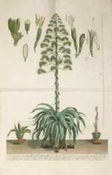 Graverad och mezzotintplatta av Aloe Americana folio Mucronato, ca. 1735-1737