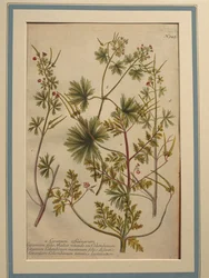 Ört Robert (Geranium robertianum), färgad gravyr