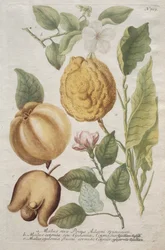 Phytanthoza iconographia: nr 703.
