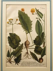 Vägghök (Hieracium murorum), färgad gravyr