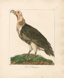 Lappet-faced Vulture (handkolorerad kopparsticksgravyr)