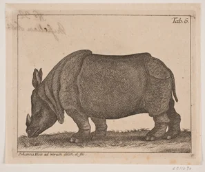 En noshörning