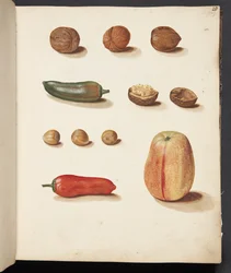 Studie av äpple, nötter och paprika