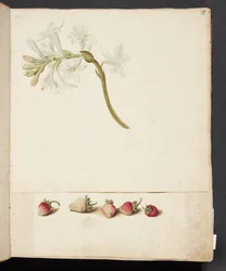 Studie av blomma och jordgubbar