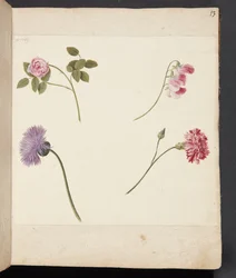 Studie av blommor