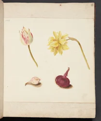 Studie av blommor och lökar