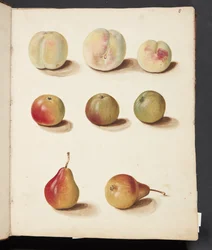 Studie av persika, äpple och päron