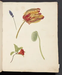 Studie av tulpan och andra blommor