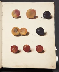 Studier av plommon
