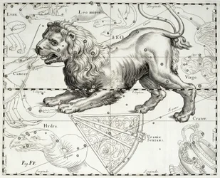 Lejonet, zodiakens stjärnbild Lejonet, illustration ur Johann Hevelius (1611-1687) stjärnatlas Firmamentum Sobiescianum sive Uranographia, Gdańsk