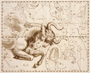 Oxen (stjärntecken), gravyr från Firmamentum Sobiescianum sive Uranographia, komplett stjärnkatalog, av Johann Hevelius (1611-1687), tryckt i Gdansk
