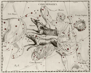 Stjärnbilden Canes Venatici, Jakthundar. Plåt tecknad från "" Firmamentum Sobiescanum sive Uranographia"" av Johannes Hevelius eller Hevel (1611-1687)