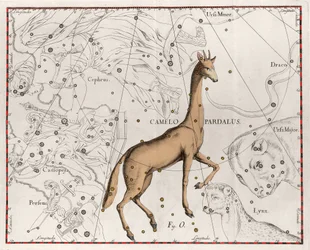 Konstellationen av giraffplattan hämtad från "" Firmamentum Sobiescanum sive Uranographia"" av Johannes Hevelius eller Hevel (1611-1687)
