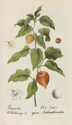 Samling av schweiziska växter, 1825-1846.