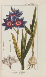 Urval av vackra och sällsynta växter, 1795-1798.