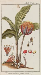 Urval av vackra och sällsynta växter, 1795-1798.